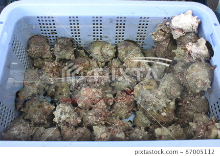 在市場上出售的頭巾貝殼 87005112
