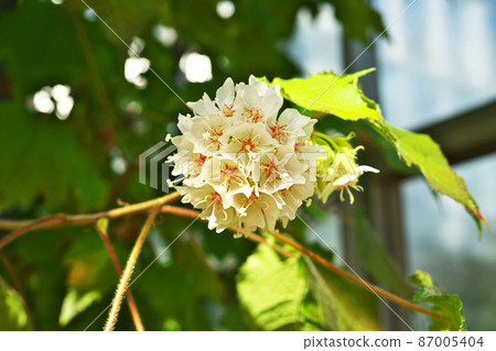Don Bear Tilia Care Flower (February) Don Bear Tilia Care Flower (February) 87005404