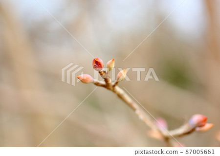 The flower bud of Tsimidaki The flower bud of Tsimidaki 87005661
