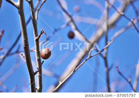 Brown handkerchief fruit (February) Brown handkerchief fruit (February) 87005797