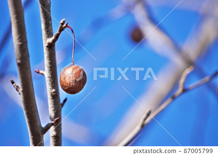 Brown handkerchief fruit (February) Brown handkerchief fruit (February) 87005799