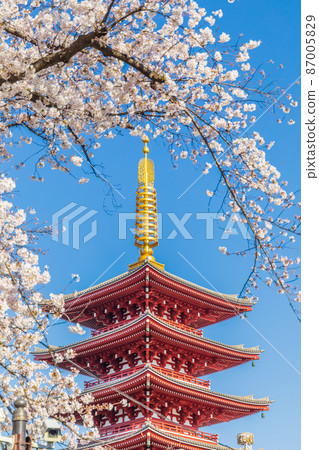 "Tokyo" Sensoji Temple, Five-story Pagoda and beautiful scenery of cherry blossoms 87005829