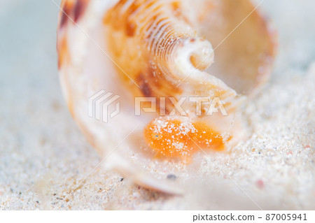 Frogfish 87005941