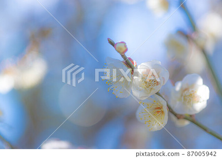 Blue sky and white plum in full bloom 87005942