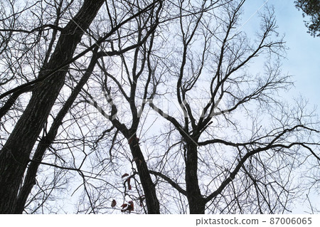 冬季形象灌木叢公園步行道 87006065