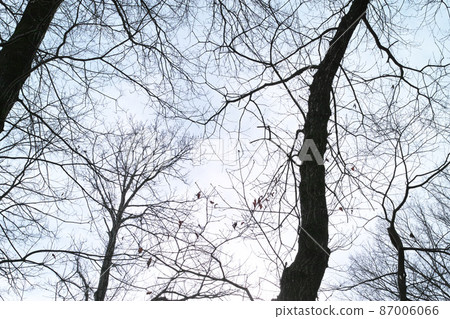 冬季形象灌木叢公園步行道 冬季形象灌木叢公園步行道 87006066