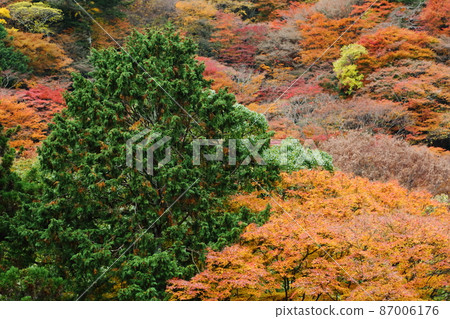 Autumn leaves of Zen-zenji 87006176