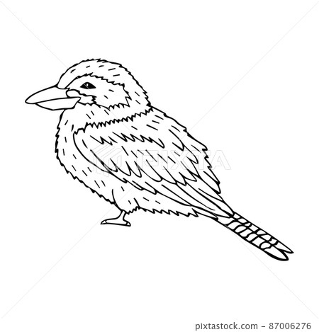 Vector hand drawn doodle sketch kookaburra bird Vector hand drawn doodle sketch kookaburra bird 87006276