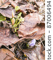 Flowering buds of crocuses against the background of last year's foliage on a bright spring sunny day 87006494