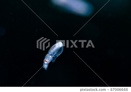 squid  87006688
