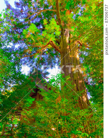 Osugi, a shrine that has grown over many years Osugi, a shrine that has grown over many years 87006737