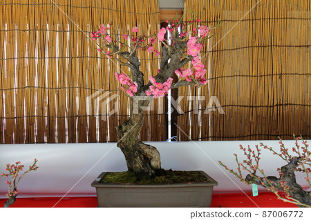 湯島天神社梅梅祭湯島天滿宮湯島神社,俗稱湯島天神,湯島,文京區,東京 湯島天神社梅梅祭湯島天滿宮湯島神社,俗稱湯島天神,湯島,文京區,東京 87006772