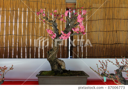 湯島天神社梅梅祭湯島天滿宮湯島神社,俗稱湯島天神,湯島,文京區,東京 湯島天神社梅梅祭湯島天滿宮湯島神社,俗稱湯島天神,湯島,文京區,東京 87006773