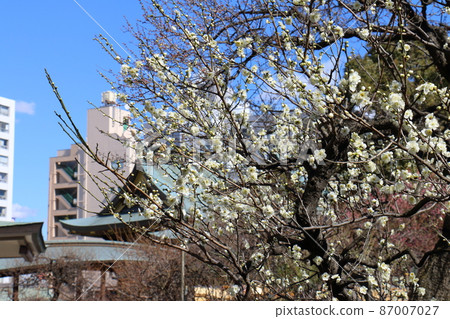 湯島天神社梅梅祭湯島天滿宮湯島神社，俗稱湯島天神，湯島，文京區，東京 87007027