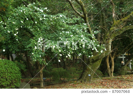 Izumo Taisha White Sasanqua Izumo Taisha White Sasanqua 87007068