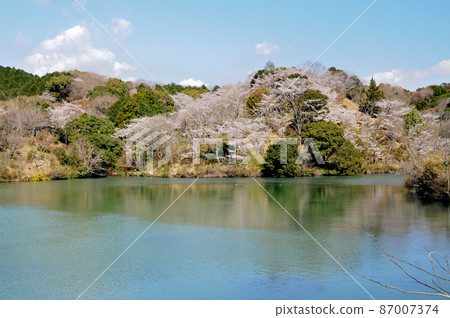 岩口池的櫻花[和歌山縣田邊市] 87007374