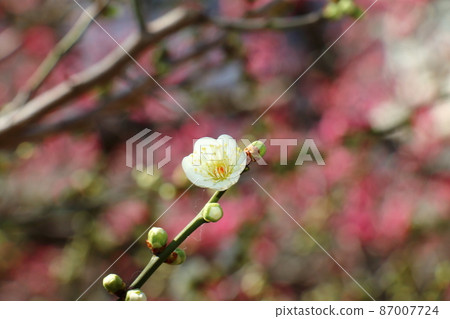 Yushima Tenjin Shrine Ume Ume Matsuri Yushima Tenmangu Yushima Shrine, commonly known as Yushima Tenjin, Yushima, Bunkyo-ku, Tokyo Yushima Tenjin Shrine Ume Ume Matsuri Yushima Tenmangu Yushima Shrine, commonly known as Yushima Tenjin, Yushima, Bunkyo-ku, Tokyo 87007724