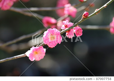 湯島天神社梅梅祭湯島天滿宮湯島神社,俗稱湯島天神,湯島,文京區,東京 湯島天神社梅梅祭湯島天滿宮湯島神社,俗稱湯島天神,湯島,文京區,東京 87007758