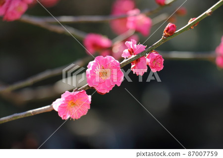 Yushima Tenjin Shrine Ume Ume Matsuri Yushima Tenmangu Yushima Shrine, commonly known as Yushima Tenjin, Yushima, Bunkyo-ku, Tokyo Yushima Tenjin Shrine Ume Ume Matsuri Yushima Tenmangu Yushima Shrine, commonly known as Yushima Tenjin, Yushima, Bunkyo-ku, Tokyo 87007759