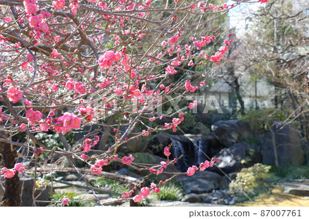 湯島天神社梅梅祭湯島天滿宮湯島神社，俗稱湯島天神，湯島，文京區，東京 87007761