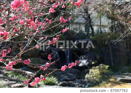 湯島天神社梅梅祭湯島天滿宮湯島神社，俗稱湯島天神，湯島，文京區，東京 87007762