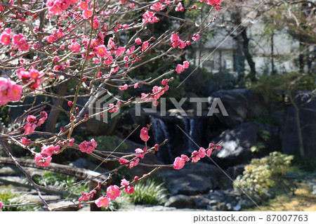 湯島天神社梅梅祭湯島天滿宮湯島神社，俗稱湯島天神，湯島，文京區，東京 87007763