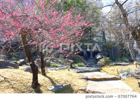 湯島天神社梅梅祭湯島天滿宮湯島神社,俗稱湯島天神,湯島,文京區,東京 湯島天神社梅梅祭湯島天滿宮湯島神社,俗稱湯島天神,湯島,文京區,東京 87007764