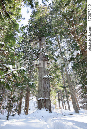 Jijisugi whole picture, Haguroyama in winter, Yamagata Prefecture 87007940