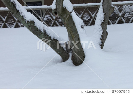 埋在雪中的樹 87007945