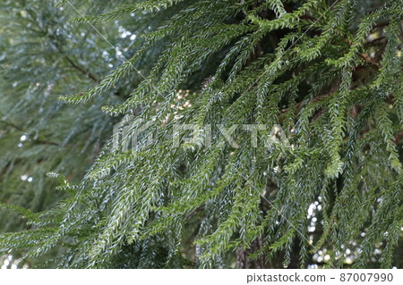 Sugi leaves in the forest Sugi leaves in the forest 87007990