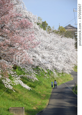 櫻花 櫻 賞櫻 87008007