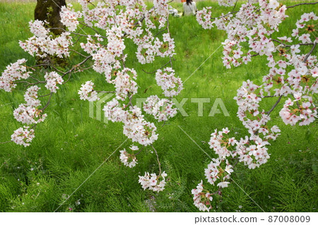 櫻花 櫻 賞櫻 87008009