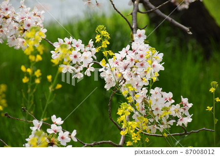 櫻花 櫻 賞櫻 87008012