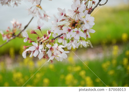 櫻花 櫻 賞櫻 87008013