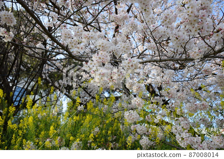 櫻花 櫻 賞櫻 87008014