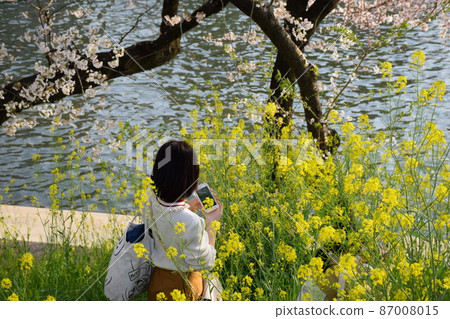 櫻花 櫻 賞櫻 87008015