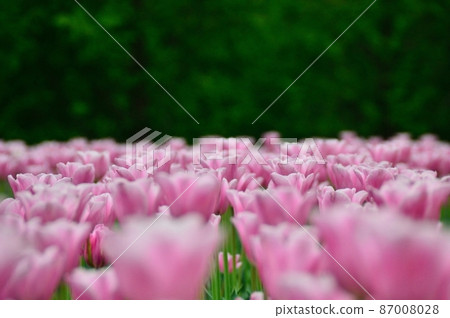 Vast pink tulip field Vast pink tulip field 87008028