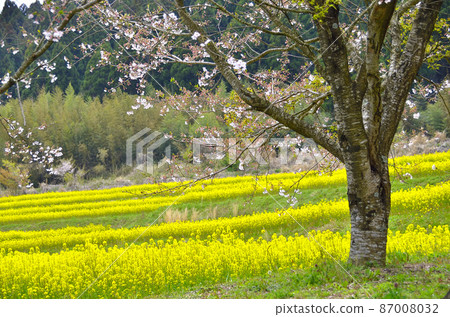 Collaboration scenery of cherry blossoms and rape blossoms Collaboration scenery of cherry blossoms and rape blossoms 87008032