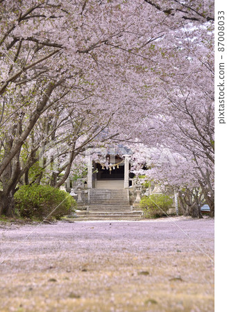 Beautiful cherry blossom tunnel scenery Beautiful cherry blossom tunnel scenery 87008033