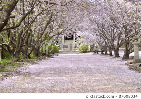 Scenery of cherry blossom tunnel and petal carpet Scenery of cherry blossom tunnel and petal carpet 87008034