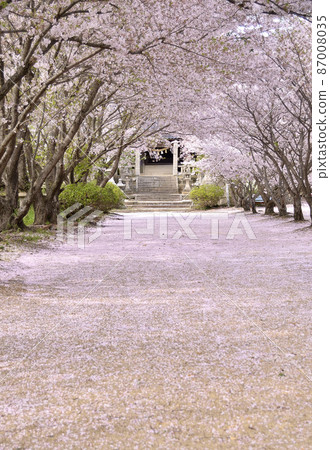 櫻花隧道和花瓣地毯的風景 87008035
