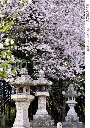 神社的燈籠和櫻花的風景 神社的燈籠和櫻花的風景 87008036