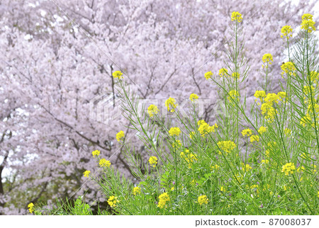 櫻花與油菜花的合作 春天的風景 櫻花與油菜花的合作 春天的風景 87008037
