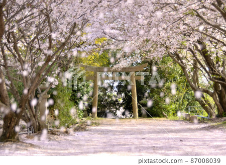 櫻花隧道與櫻花花瓣地毯的合作 櫻花隧道與櫻花花瓣地毯的合作 87008039