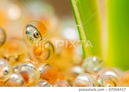 Fat greenling egg Fat greenling egg 87008437