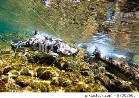 salmon  87008603