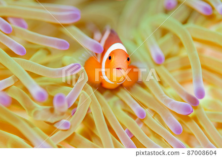 Anemone fish 87008604