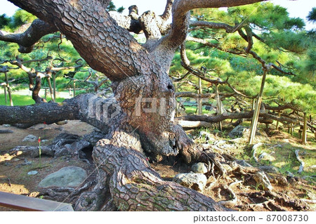 Kume Island five branches of pine Kume Island five branches of pine 87008730