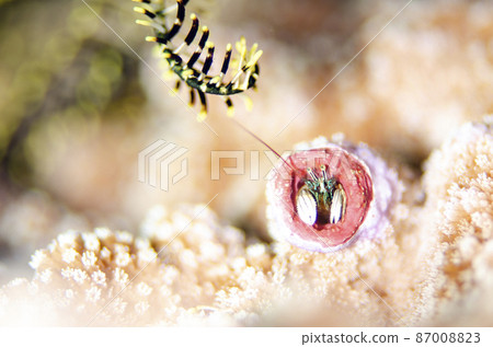 Kanzashi hermit crab and Comatulida, Okinawa, Onna village. 4 87008823