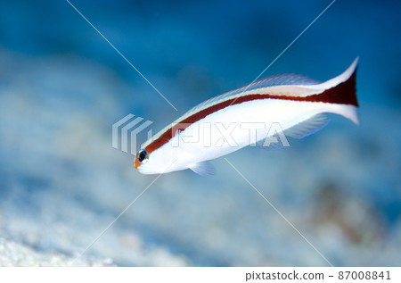 赤壁珊瑚方頭魚,沖繩,恩納村。4 赤壁珊瑚方頭魚,沖繩,恩納村。4 87008841
